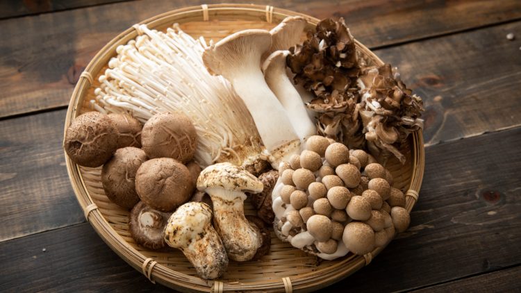 «Вектор» изучает противовирусные свойства сибирских грибов