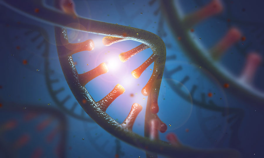 РНК и ДНК