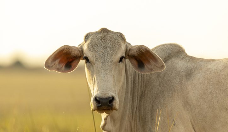 Ввоз кормовых добавок для животных из-за рубежа резко снизился