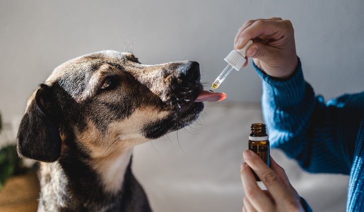 Производители ветеринарных лекарств смогут рассчитывать на дополнительную господдержку