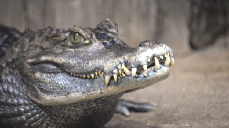 Ученые позаимствуют у крокодилов способ борьбы с грибком