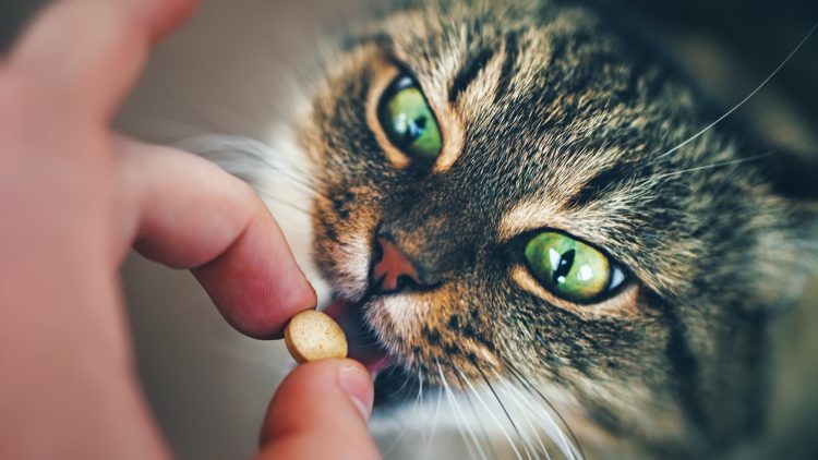 Животным разрешили принимать человеческие лекарства