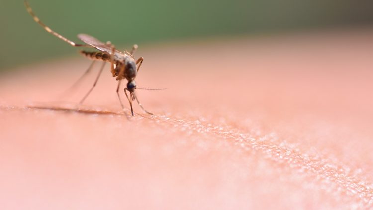 Разработчики «Спутника V» готовят вакцину от передаваемой комарами тропической болезни