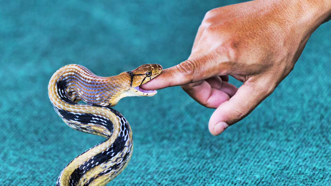 «Правила поведения при встрече со змеями и оказание первой помощи при укусе змей»