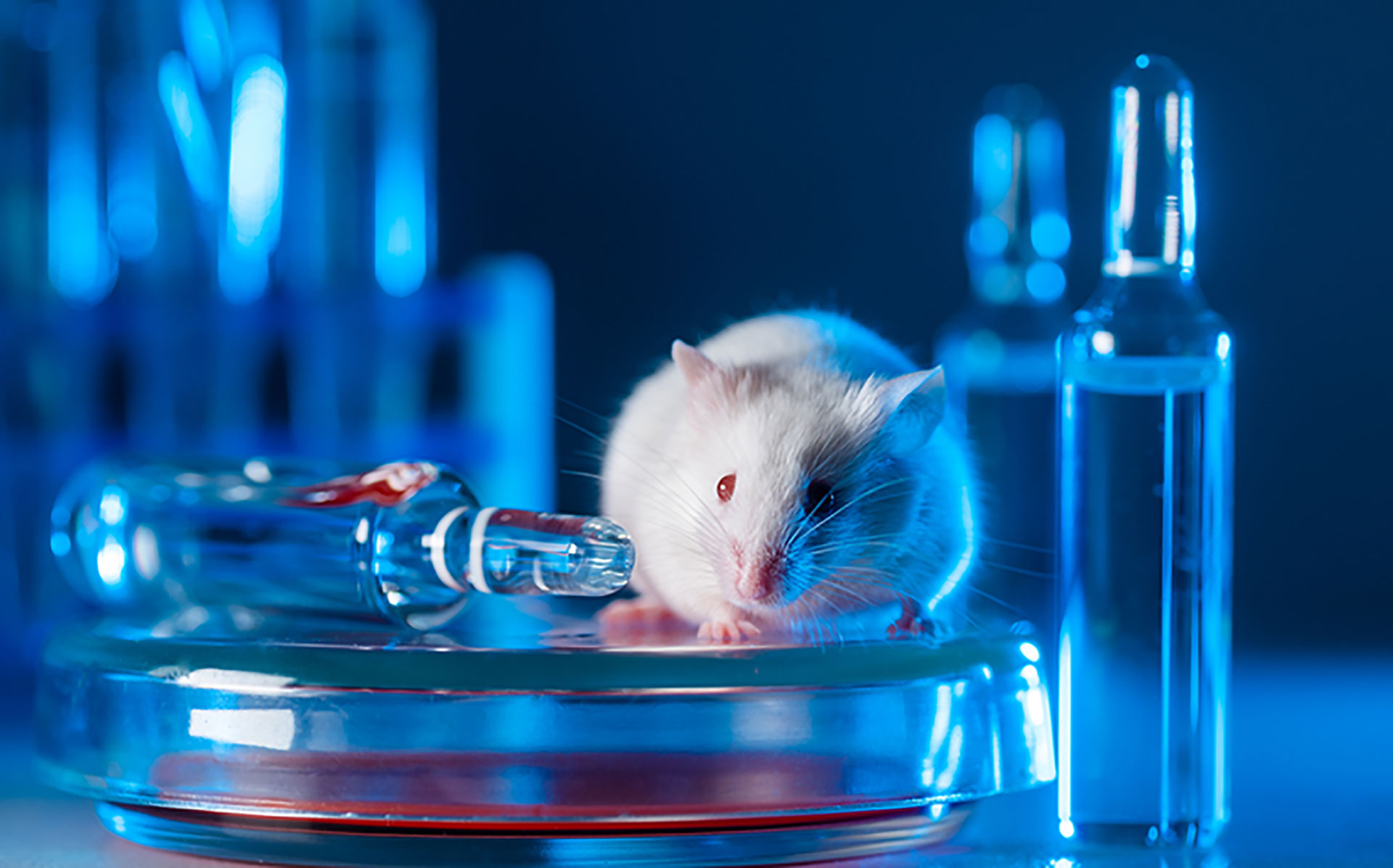 Лабораторные мыши. Ученый и лабораторная мышь. Лабораторная мышь обои.