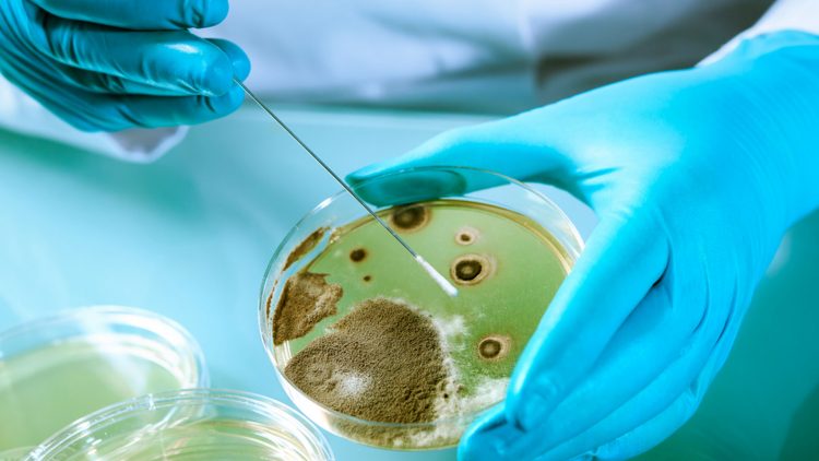 В ВОЗ назвали 15 самых опасных для мира бактерий, устойчивых к антибиотикам
