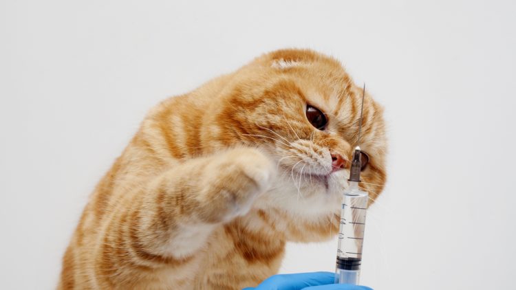 Появился первый российский препарат для лечения перитонита у кошек