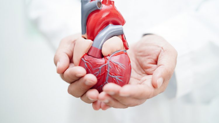 Саратовские ученые нашли долговечный материал для изготовления клапанов сердца