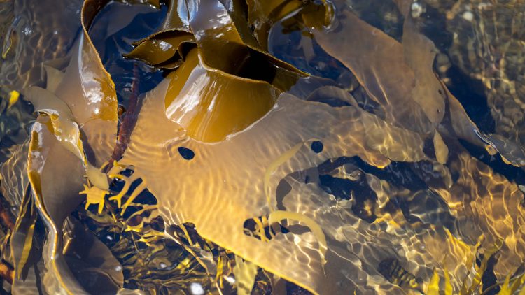 В Архангельске планируют первыми в стране наладить выпуск пищевого альгината