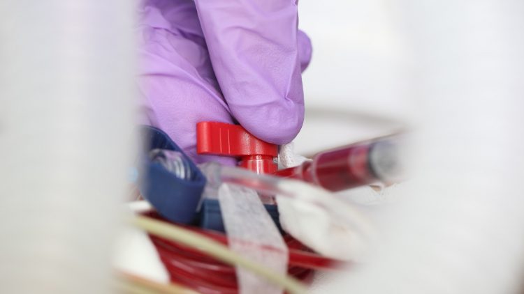 В России появилась тест-система для выявления лихорадки чикунгунья