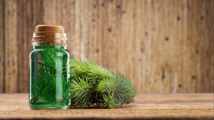 Ученые создают конкурента «Оземпику» из древесины лиственницы