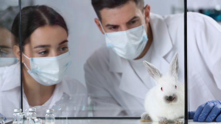 Российская биомембрана из кожи кролика эффективно заживляет раны