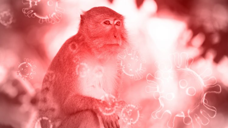 Для выпуска лекарства против оспы обезьян и других в России готовят площадку