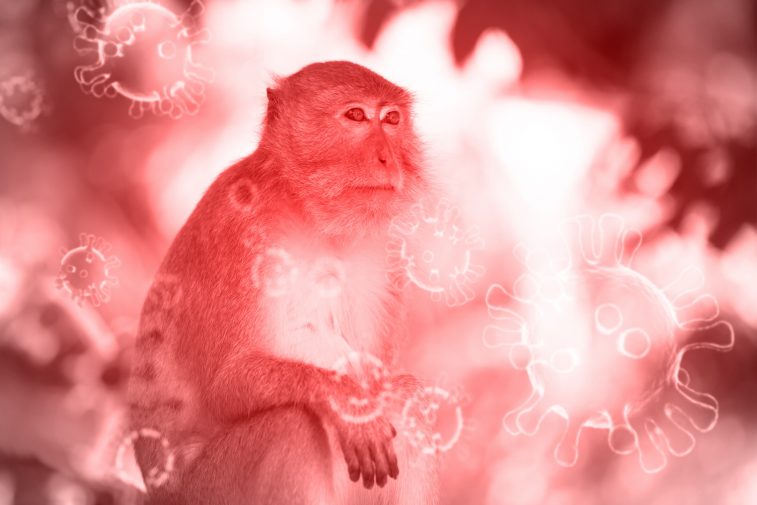 Для выпуска лекарства против оспы обезьян и других в России готовят площадку