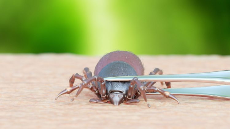 Опрос: врачи рассказали о распространенности клещевых инфекций