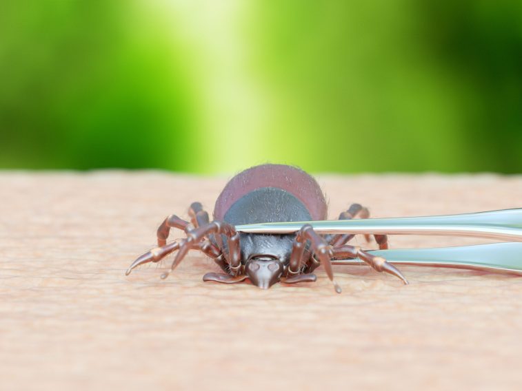 Опрос: врачи рассказали о распространенности клещевых инфекций