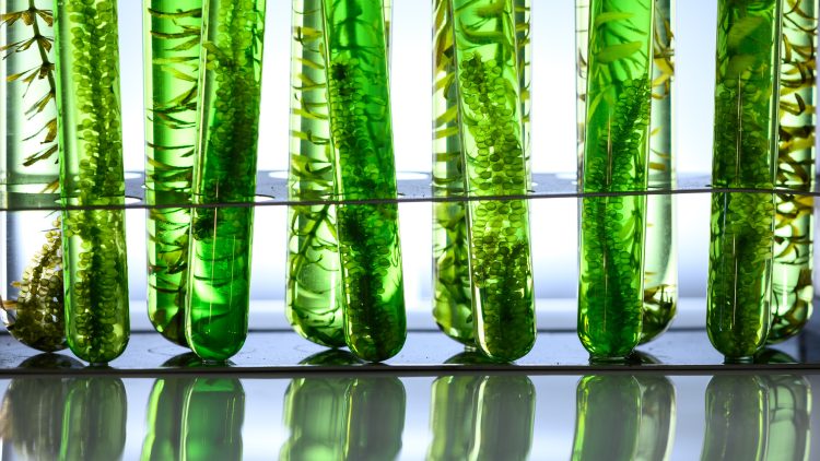 На Сахалине создают платформу по переработке водорослей для лекарств