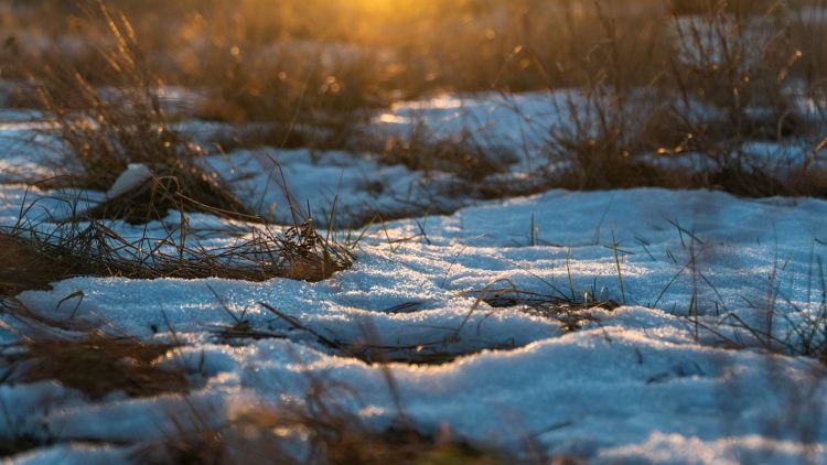 Врач объяснил, почему аллергики начинают страдать еще до появления пыльцы на растениях