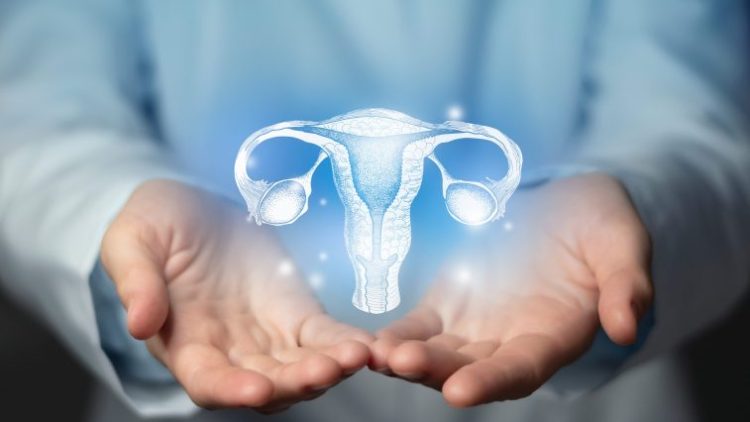 Испанские ученые смогли сутки поддерживать жизнеспособность матки вне тела