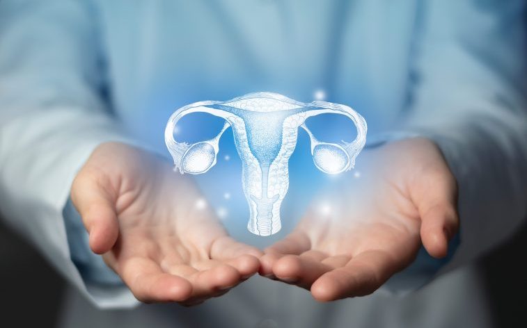 Испанские ученые смогли сутки поддерживать жизнеспособность матки вне тела 