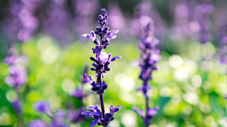 Запрет выращивания шалфея касается только одного вида