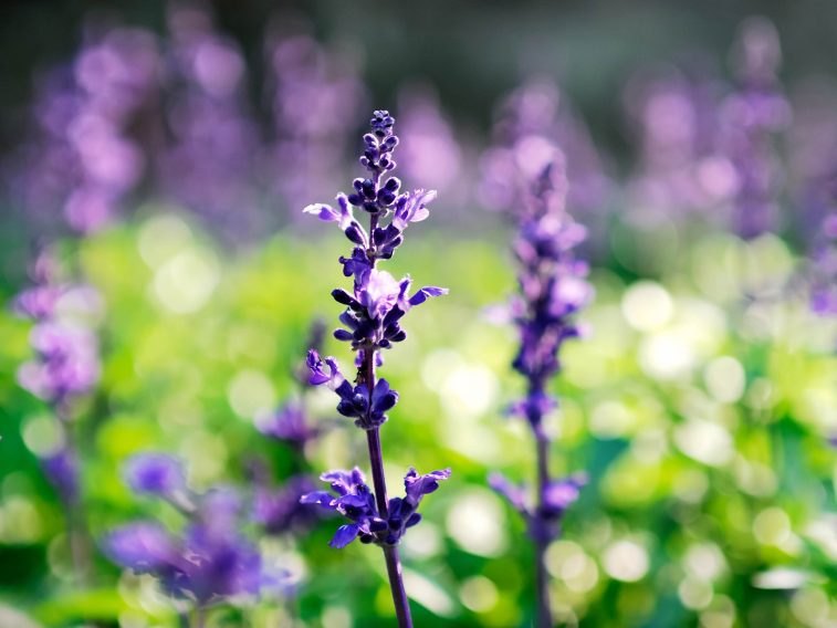 Запрет выращивания шалфея касается только одного вида