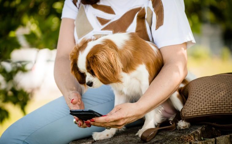 В США появился чат-бот, который поможет владельцам следить за здоровьем своих собак