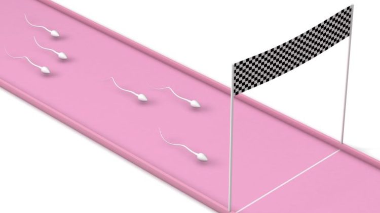 В США пройдет «Гонка сперматозоидов» — турнир для привлечения внимания к проблемам мужской фертильности 